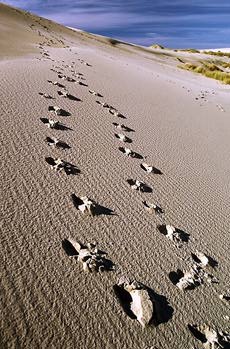Foot Print