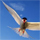 be like the bird