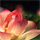 be like the flower
